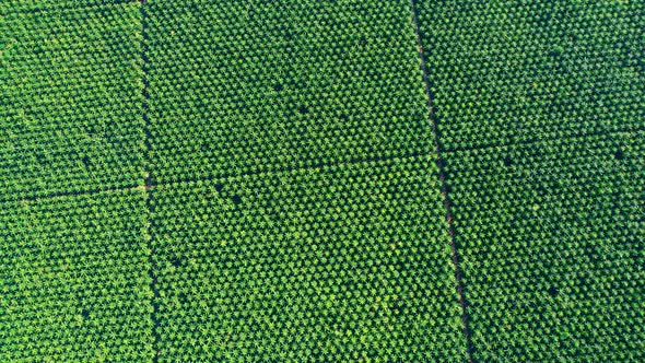 4K : Aerial view over a palm trees. palm plantation