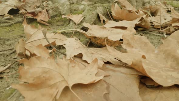 Dried Maple Leaves Covering Thick Tree Roots in Autumn