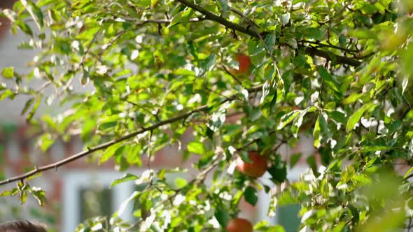 Farmer harvests apples. Male's hand pluck apples from the tree in the countryside. 