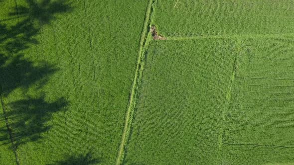 beautiful rice fields in Bali