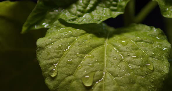 It starts to rain, heavy drops fall on the leaves of the plant bhut jolokia