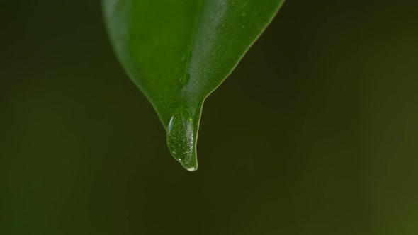 Water Drops on a Leaf 65