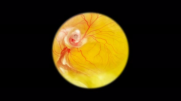 Heartbeat and Blood Flow Through the Vessels of a Chicken or Quail Embryo in an Egg