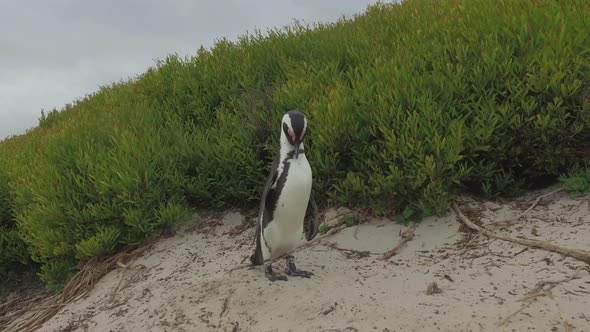 preening penguin with green brush