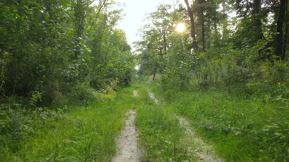 Green Forest with Trees By Day