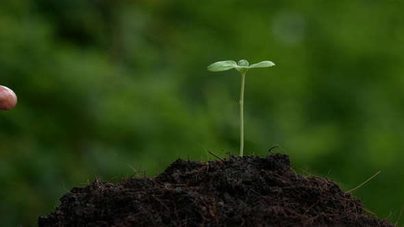 Watering plants video