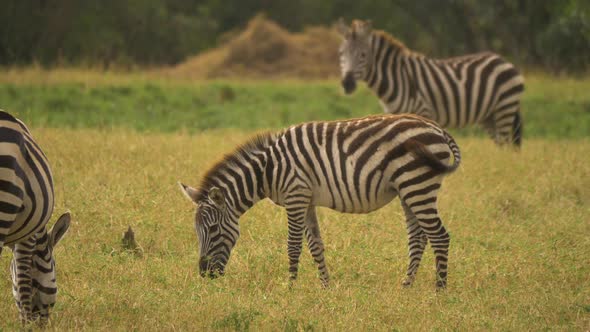 Common zebras grazing