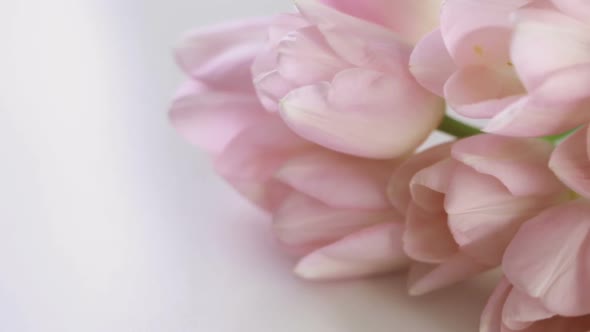 Light pink tulips on a white background