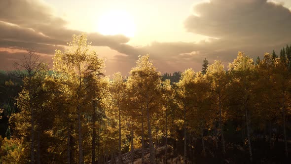 Sunlight in Forest at Sunset alt