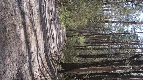 Vertical Video of a Road in the Forest Slow Motion