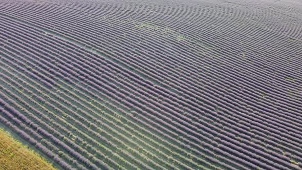 Lavender Scented Fields in Endless Rows with Blooming Flowers Aerial View Drone Purple Field Against