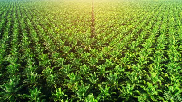 Drones fly over palm oil trees planted on large commercial farms