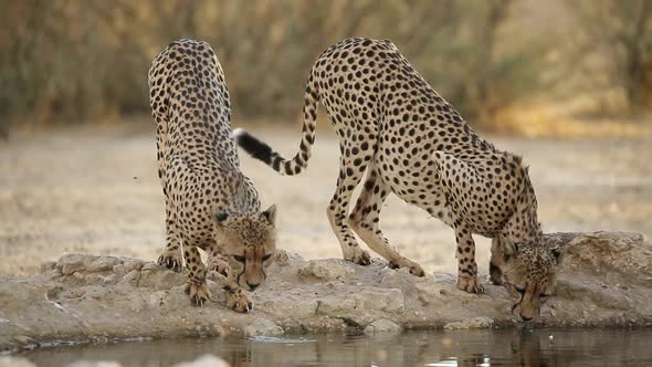 Cheetahs Drinking Water - Kalahari Desert