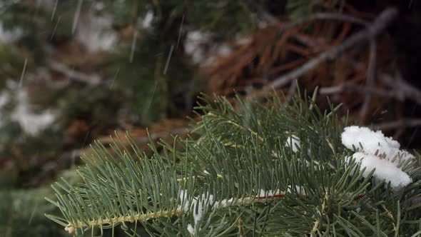 Close up view of pine tree as snow falls.