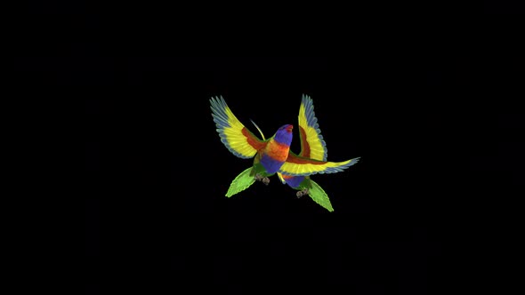 Rainbow Lorikeets - Asian Parrots - Two Flying Birds - Transparent Transition I