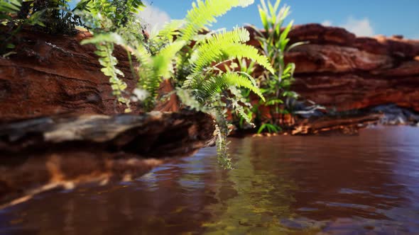Tropical Golden Pond with Rocks and Green Plants