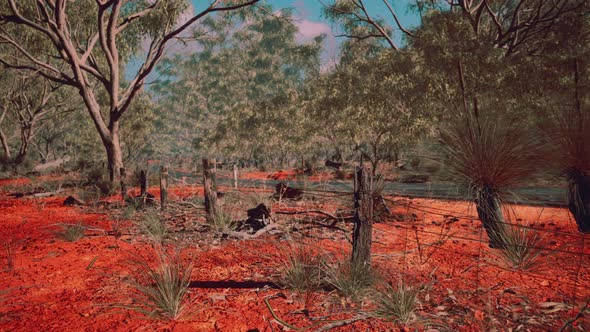 Australian Bush with Trees on Red Sand