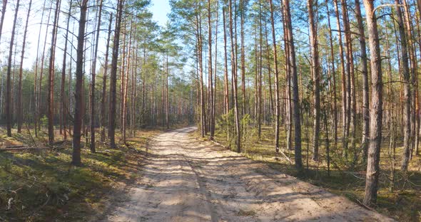 Simple walk in the forest at sunny day at spring