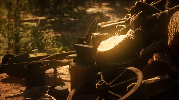 Preparation of Firewood for the Winter in Forest at Sunset