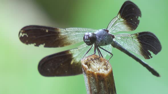 Blue dragonfly with burned wings, green soft focus background, Close Up