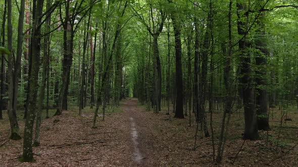 Aerial View Tracking Through Dense Green Forestry During Daylight