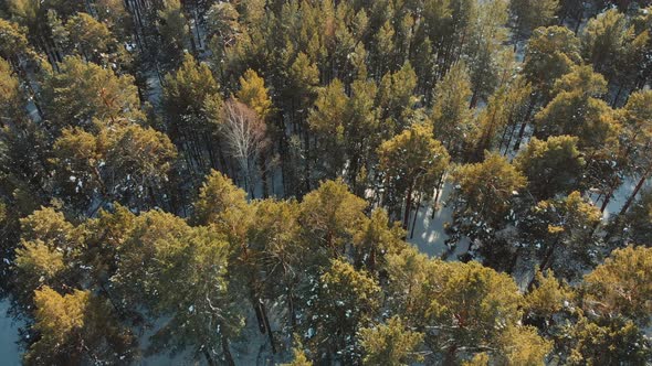 Flight Ower Snowy Winter Forest. Low Flight over the Forest in Winter in the Mountains