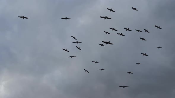 Gulls Soar in the Sky