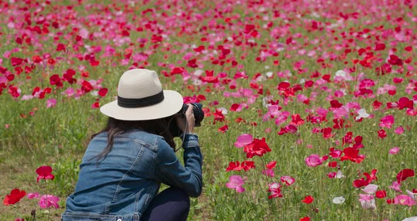 Woman take photo on poppy flower garden