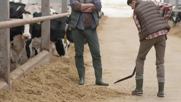 Man Overseeing his Teenage Son Work at Dairy Farm