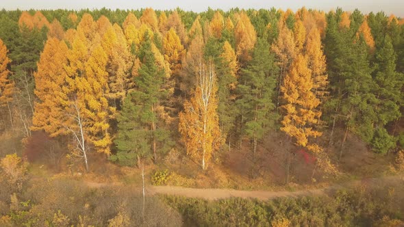 Aerial Footage of Colorful Forest in Autumn Season. Yellow and Green Trees