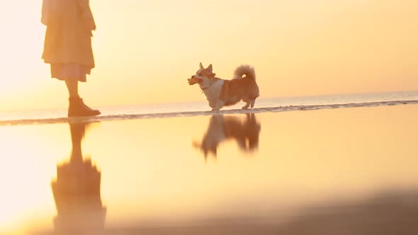 American Woman Training Cute Pet During Golden Sunset on Seashore Outdoors Spbi