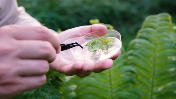 Closeup Hands of a Male Biologist Examining a Plant in the Forest
