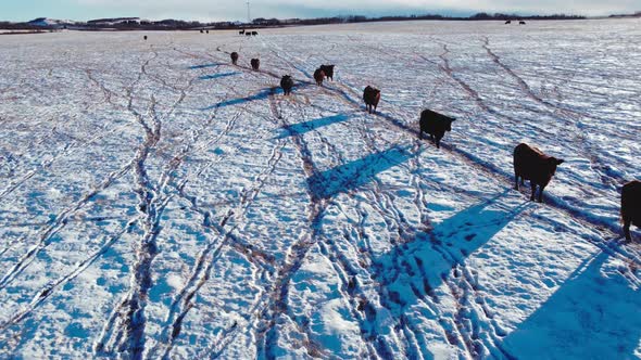 Cow cattle herd walking away on field in winter on snow toward camera