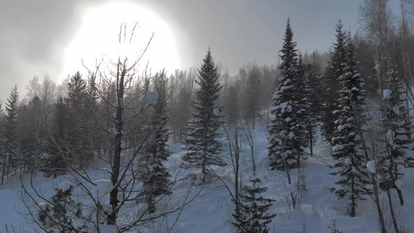 Riding on Ski Lift Between Snow Covered Pinetrees in the Morning