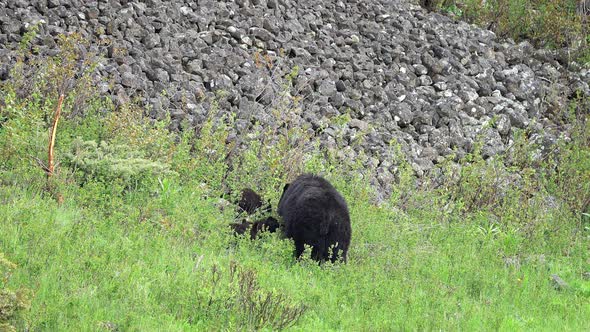 Black bear family in green grassy field