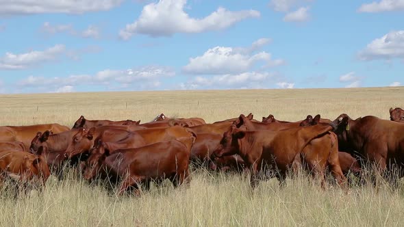 Free Range Cattle Grazing On A Rural Farm