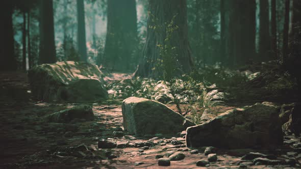 Sunset in the Sequoia Forest