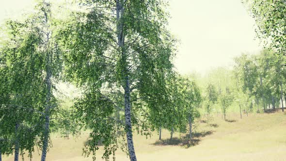 Birch Forest in Sunlight in the Morning