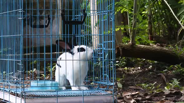 Rabbit in a blue iron cage. video of cute white rabbit in a grid of boxes.