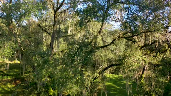 An elevating drone shot of mossy oak trees in Florida.