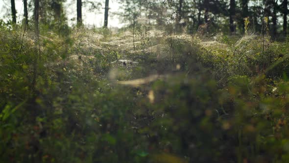 Cobwebs On Grass