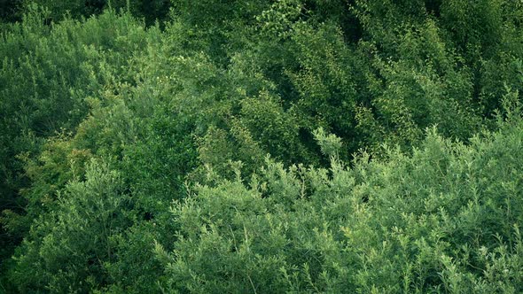 Verdant Trees In Gentle Breeze