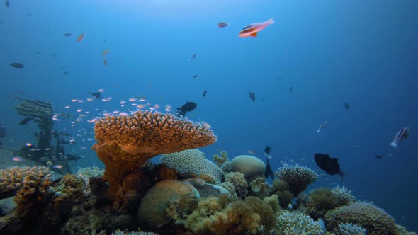 Underwater Coral Reef Marine