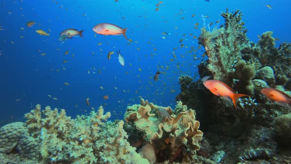 Marine Tropical Underwater Fish Garden