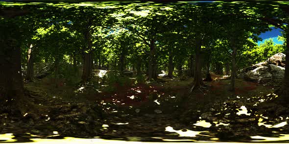 VR360 View of Morning Green Forest