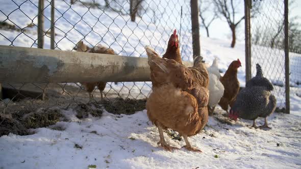 Chicken Feeding Grain in Organic Farm with Free Range in Sunny Winter