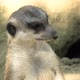 Meerkat Face Close Up - VideoHive Item for Sale