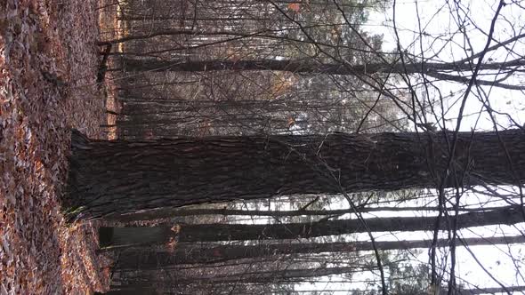 Vertical Video of an Autumn Forest During the Day in Ukraine