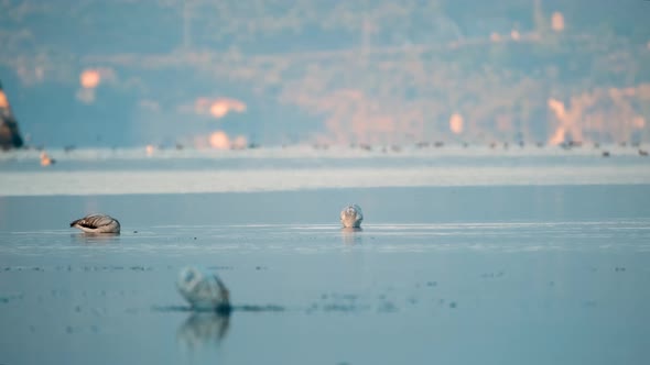 Flamingos in the Water