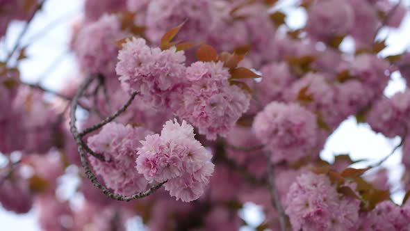 Japanese Cherry Blossom 16